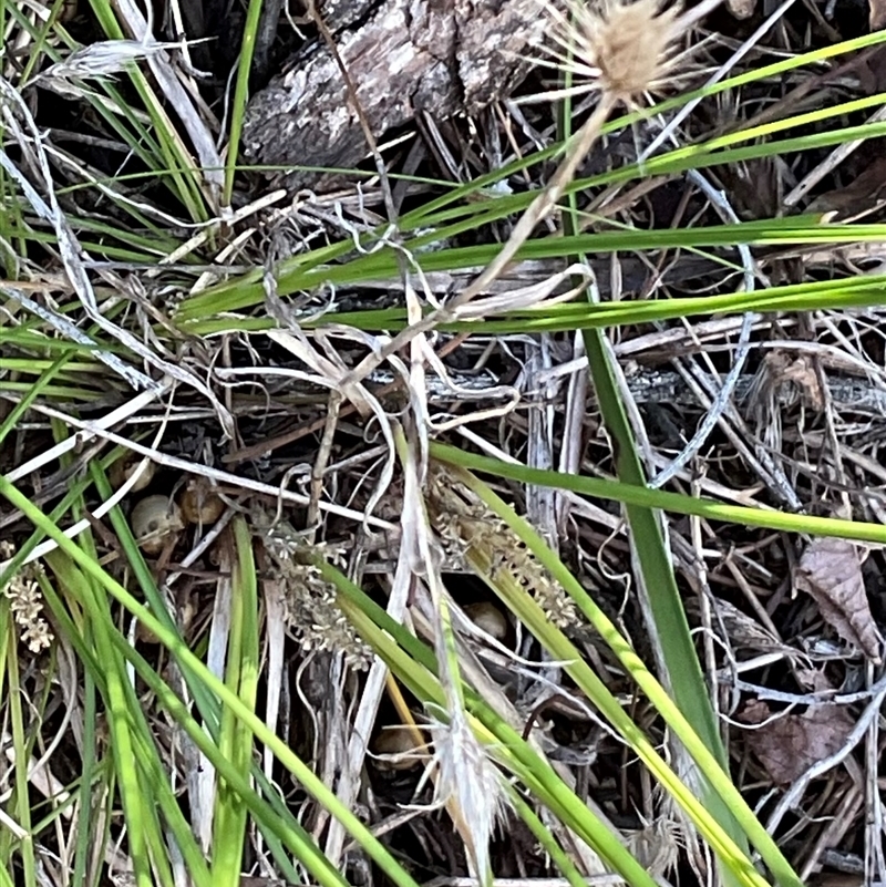 Lomandra filiformis