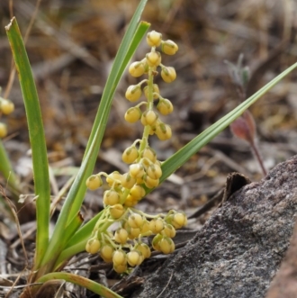 Lomandra filiformis subsp. coriacea
