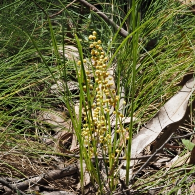 Lomandra filiformis subsp. filiformis