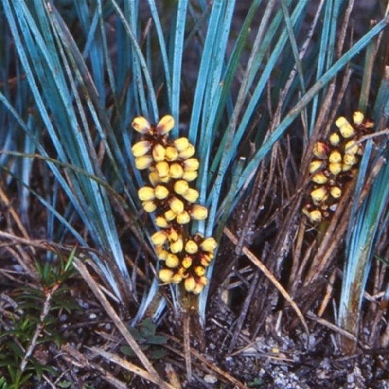 Lomandra glauca