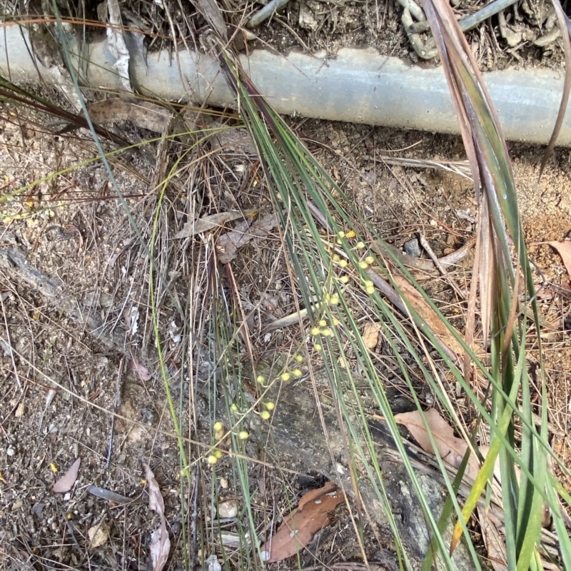 Lomandra gracilis