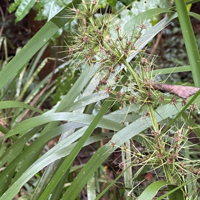 Lomandra hystrix