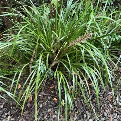 Lomandra hystrix