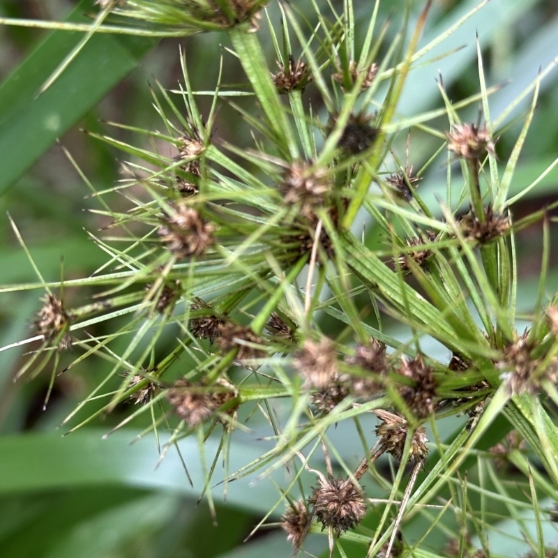 Lomandra hystrix