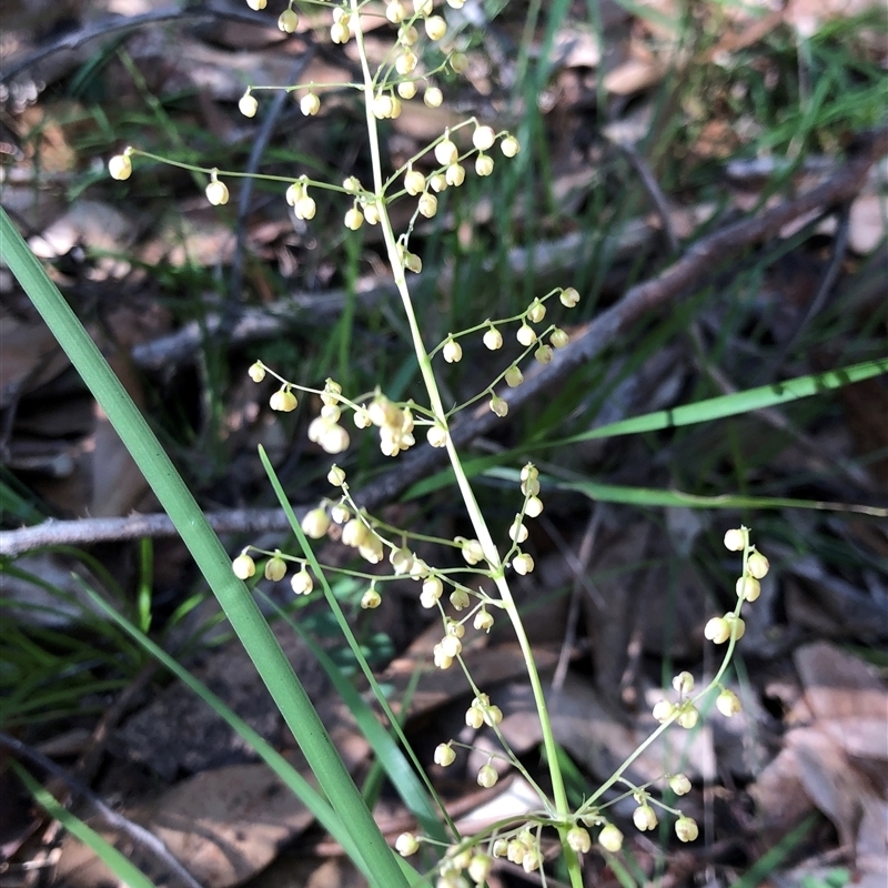 Lomandra laxa