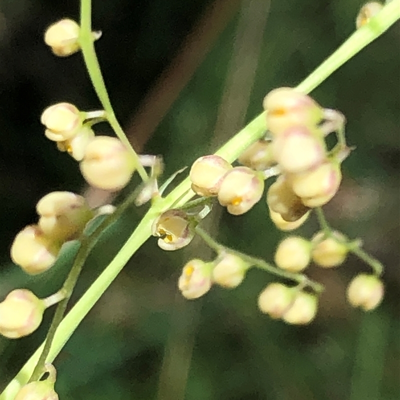 Lomandra laxa