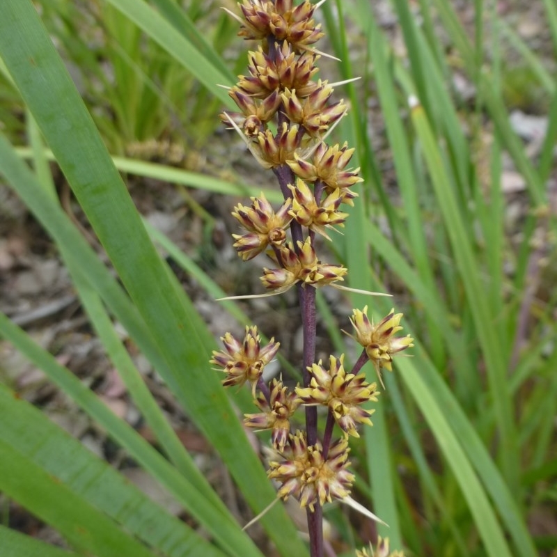 Lomandra longifolia