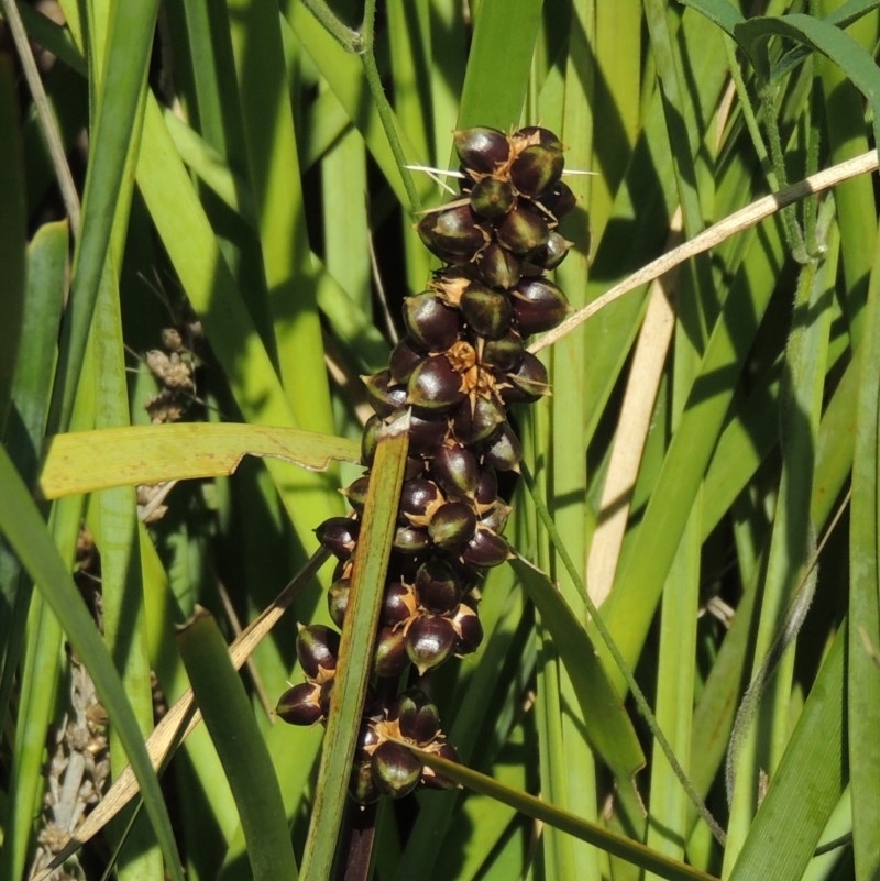 Lomandra longifolia