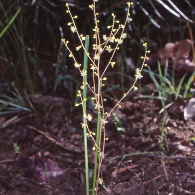 Lomandra micrantha subsp. tuberculata