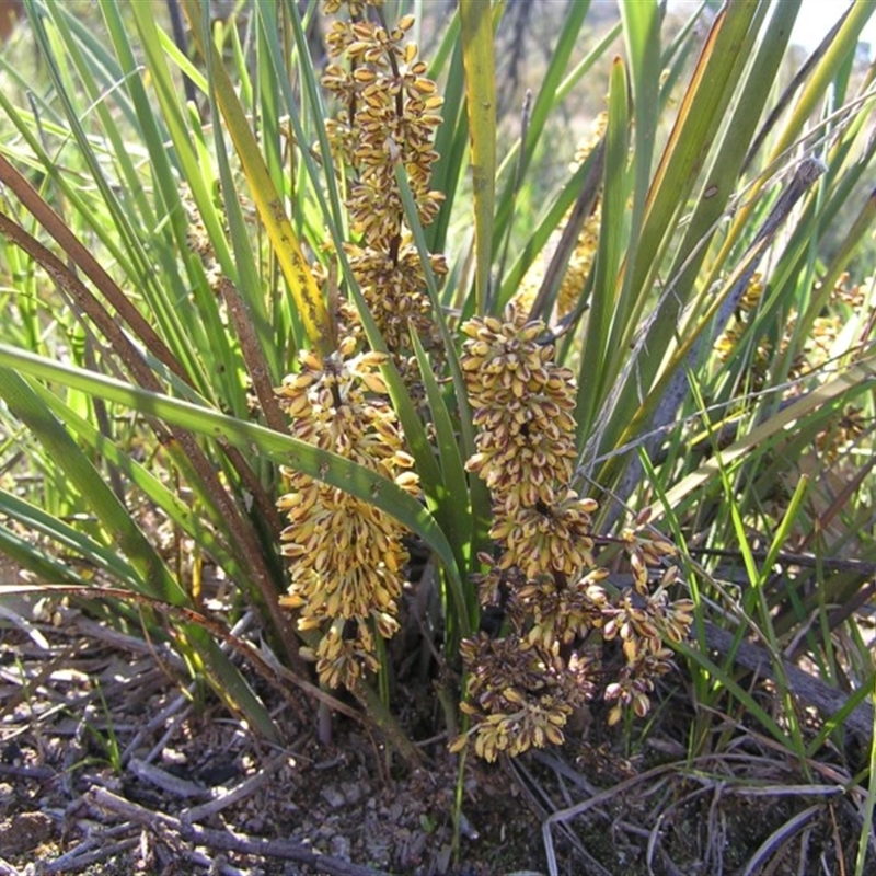 Lomandra multiflora