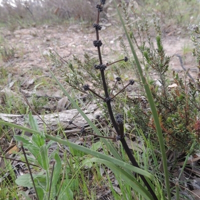 Lomandra multiflora