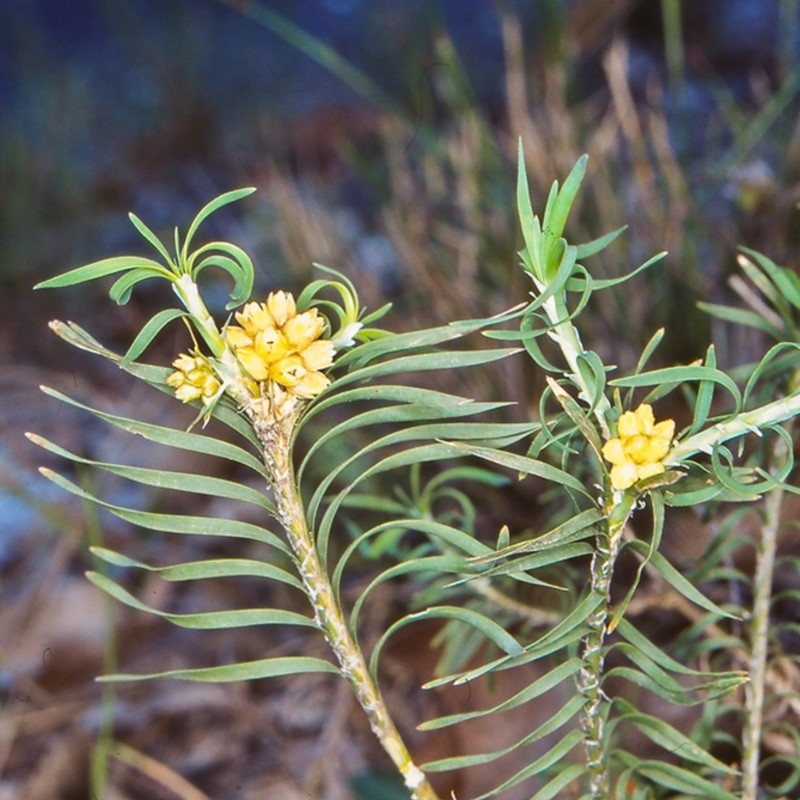 Lomandra obliqua