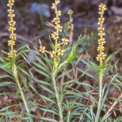 Lomandra obliqua