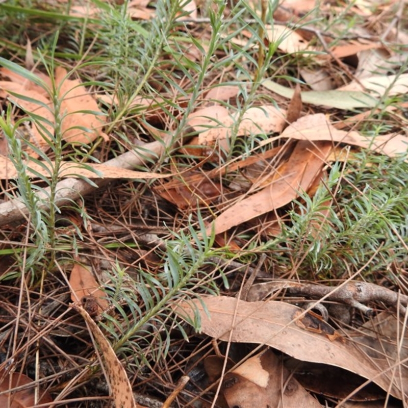 Lomandra obliqua