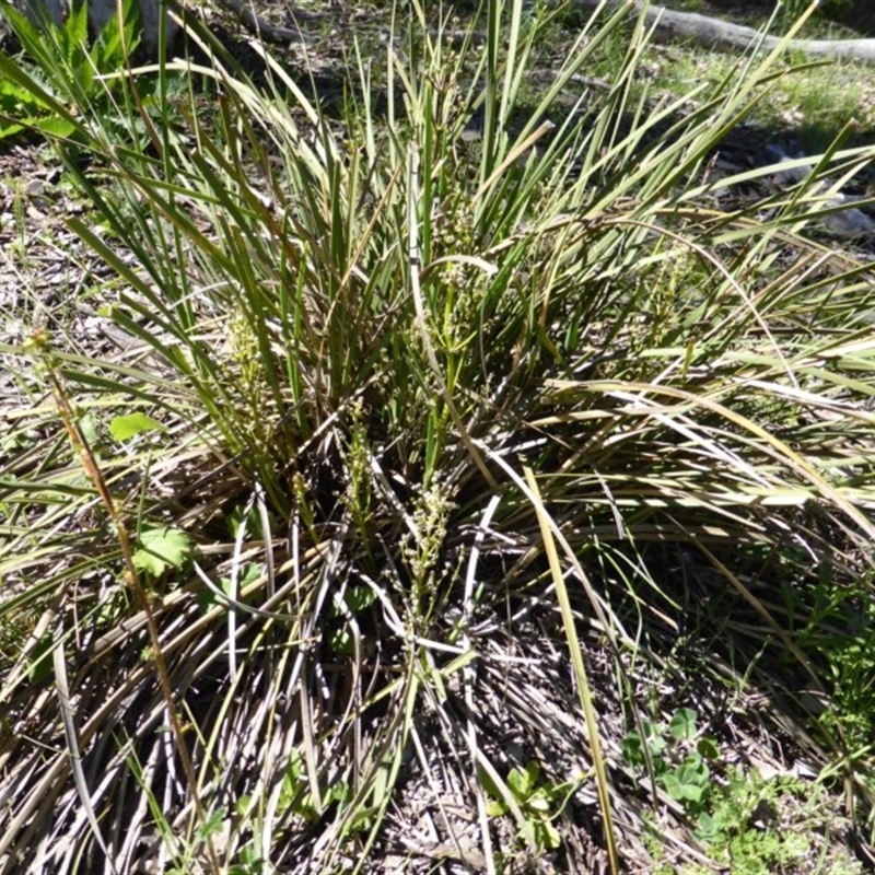 Lomandra sp.