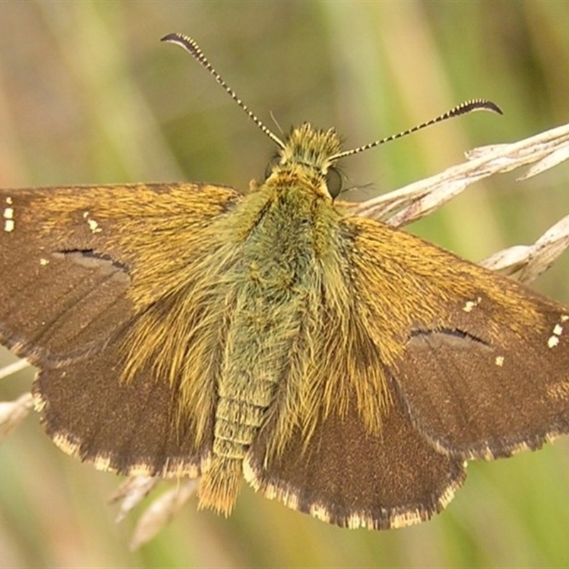 Atkinsia dominula