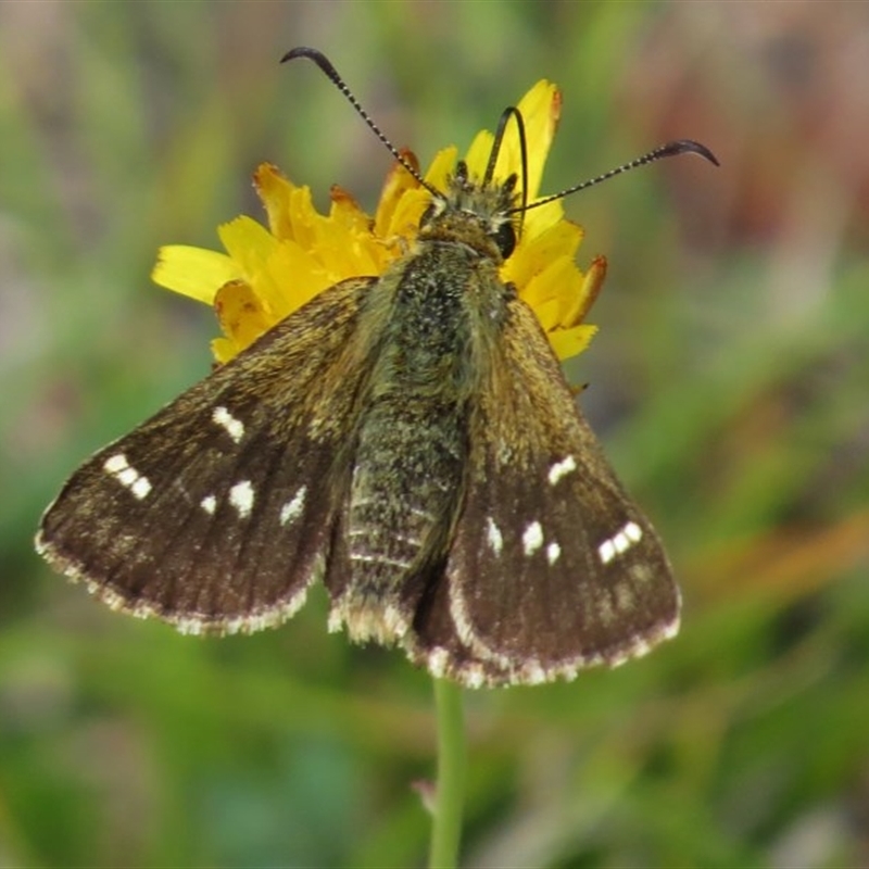 Atkinsia dominula