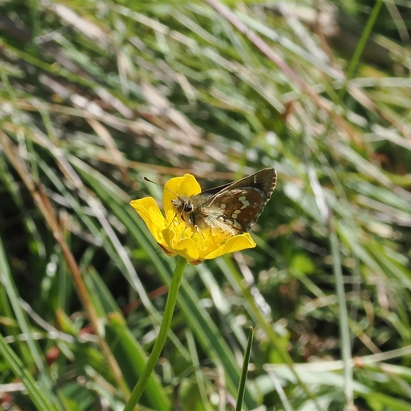 Atkinsia dominula