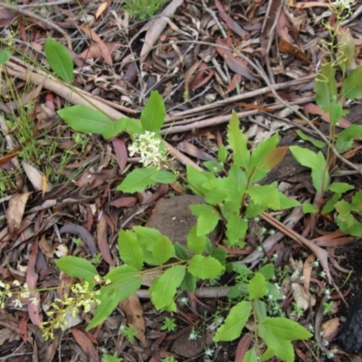 Lomatia ilicifolia