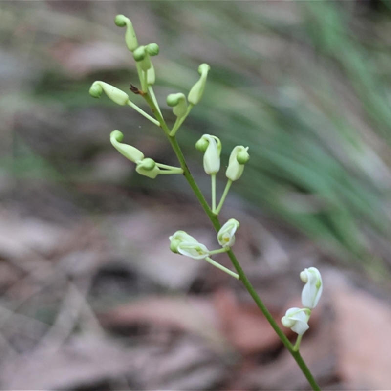 Lomatia ilicifolia