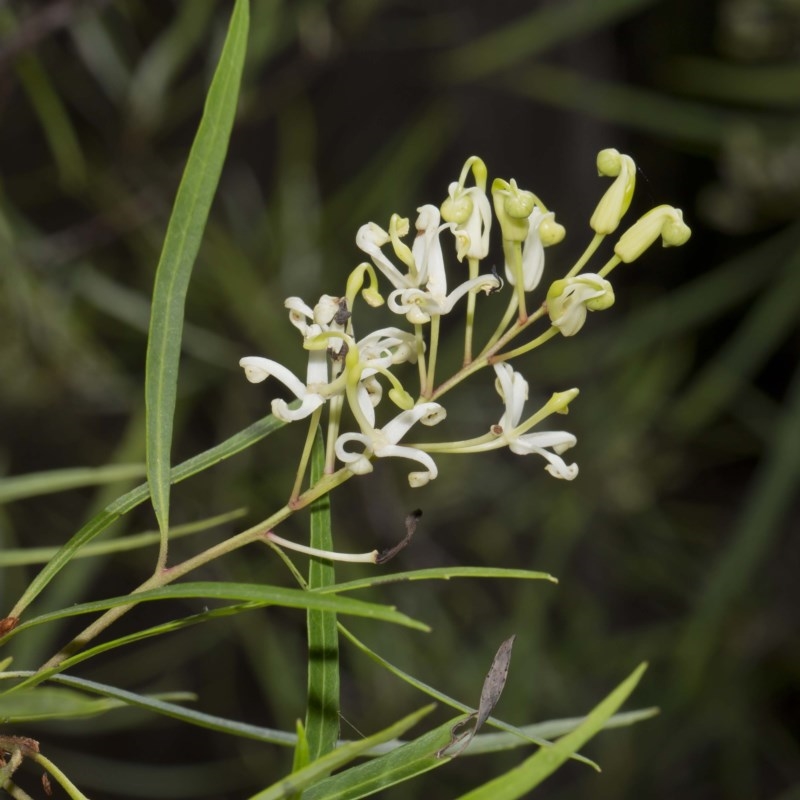 Lomatia myricoides