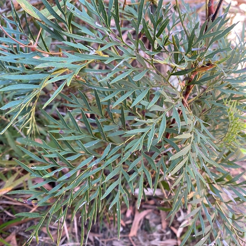 Lomatia silaifolia