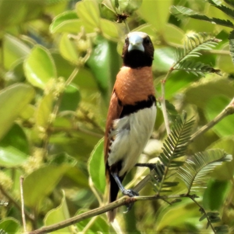 Lonchura castaneothorax