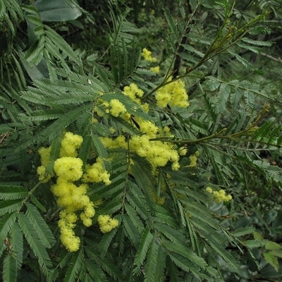 Acacia filicifolia