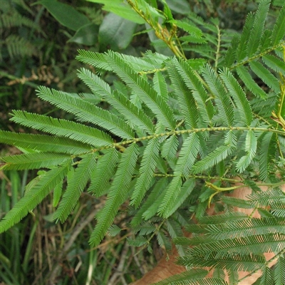 Acacia filicifolia