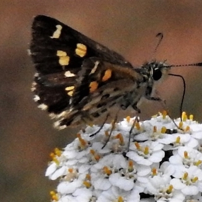 Anisynta monticolae