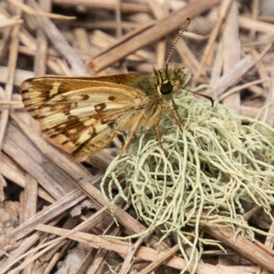 Anisynta monticolae