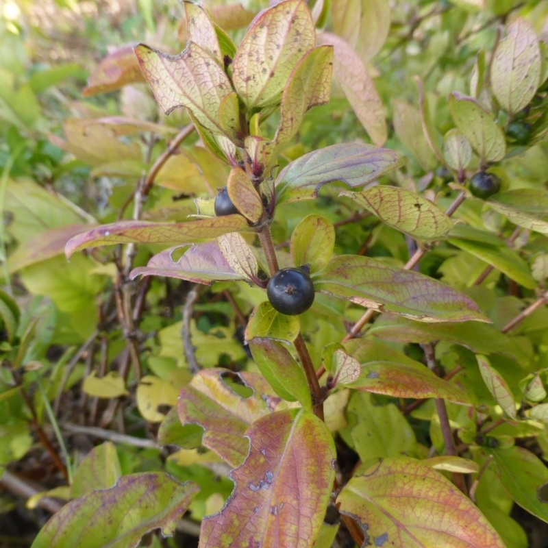 Lonicera japonica