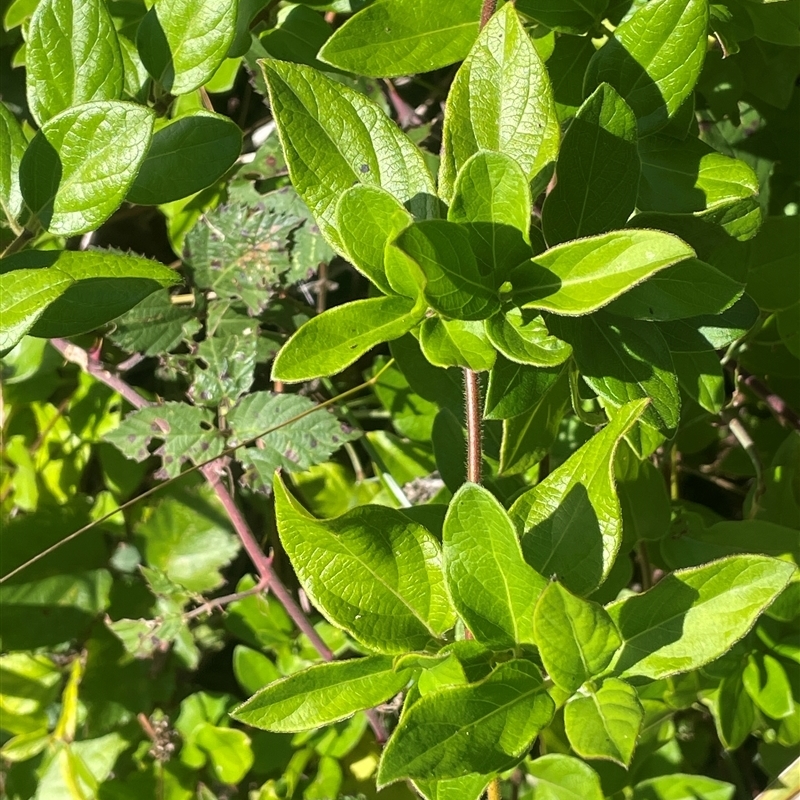 Lonicera japonica