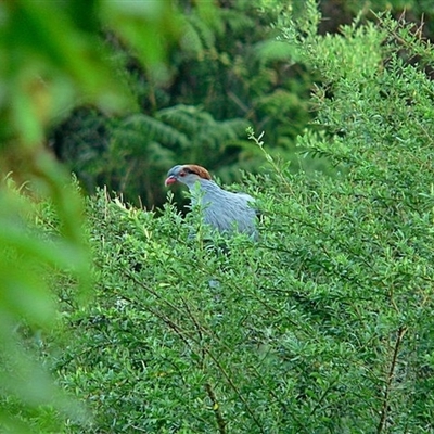 Lopholaimus antarcticus