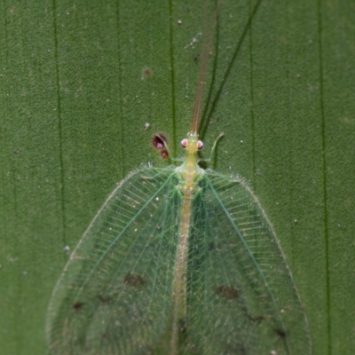 Ankylopteryx sp. (genus)