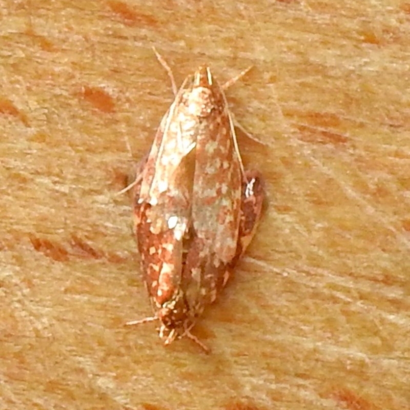 Lophopepla undescribed species