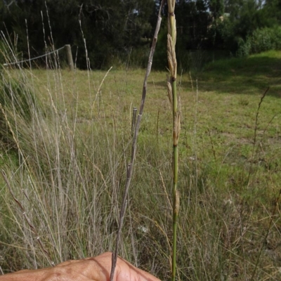 Lophopyrum ponticum