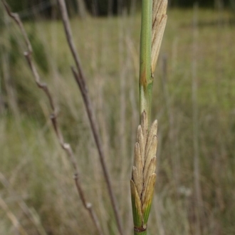 spikelets closely appressed to stems