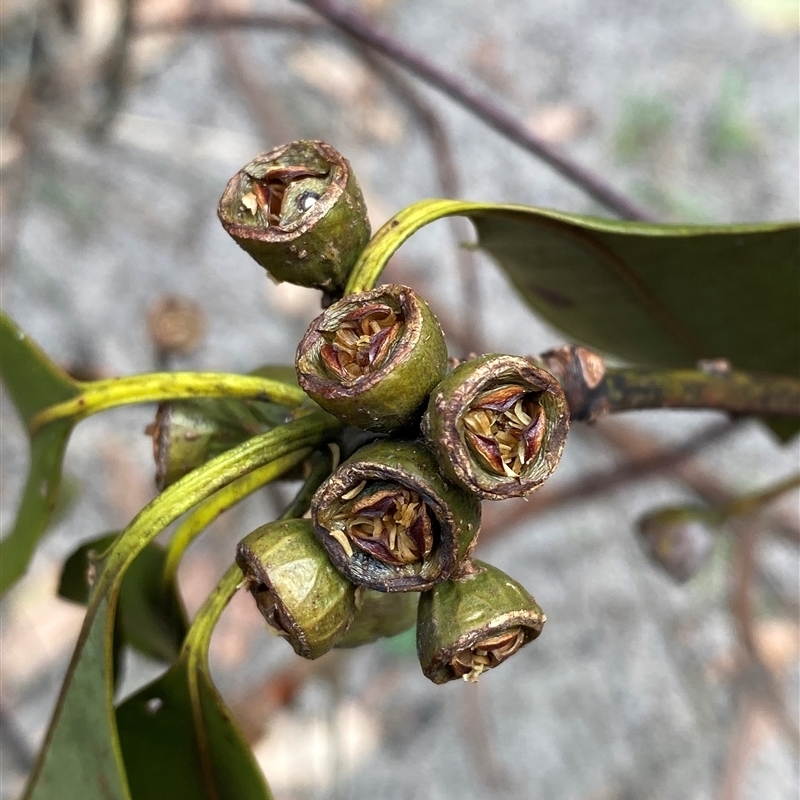 Lophostemon confertus