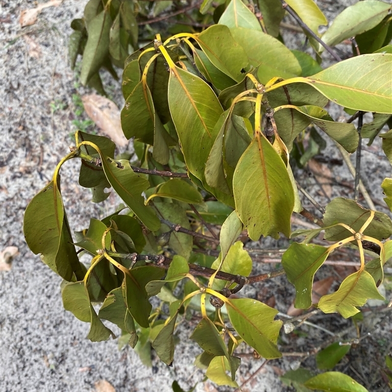 Lophostemon confertus