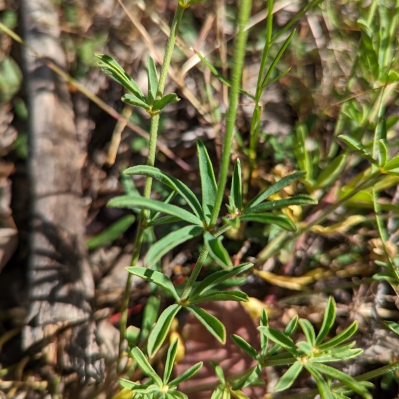 Lotus australis