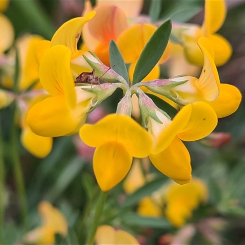 Lotus corniculatus