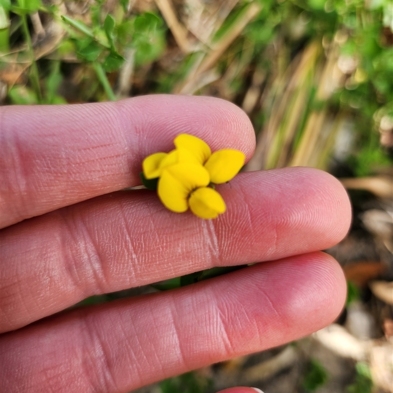 Lotus corniculatus