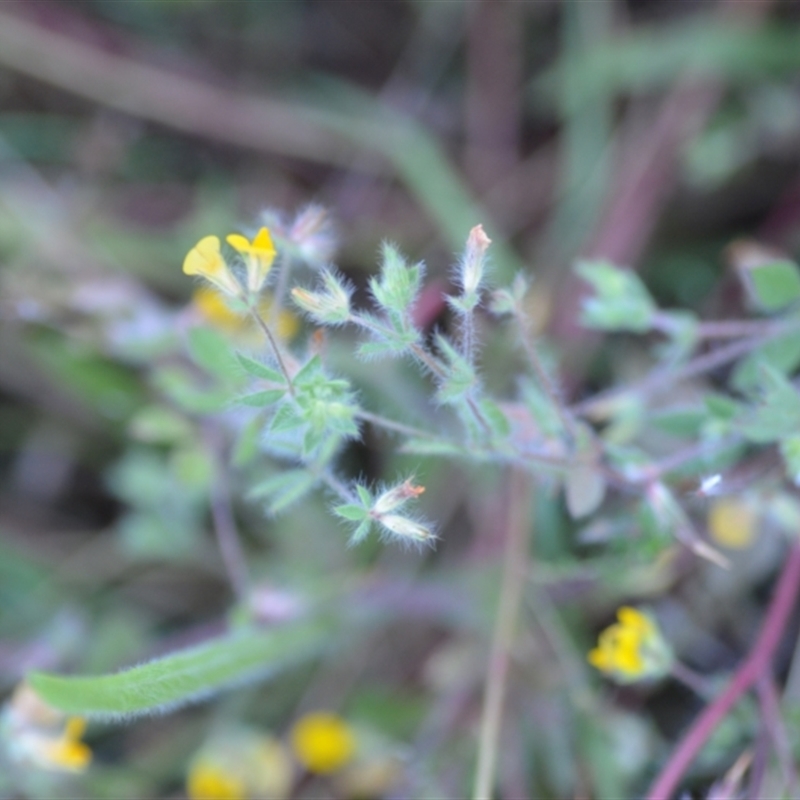 Lotus subbiflorus