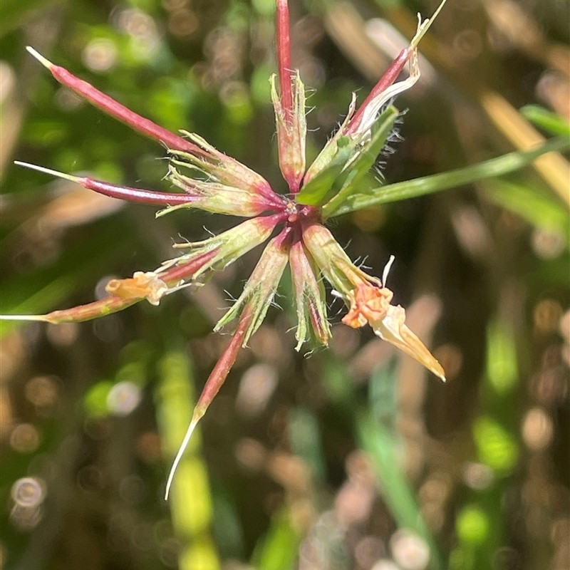 Lotus uliginosus