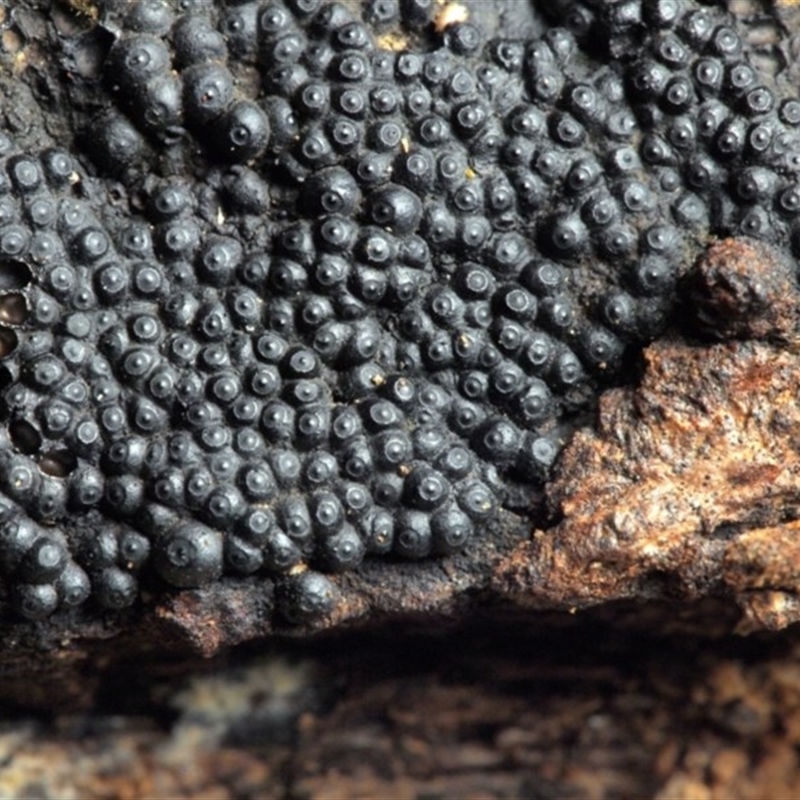 Annulohypoxylon