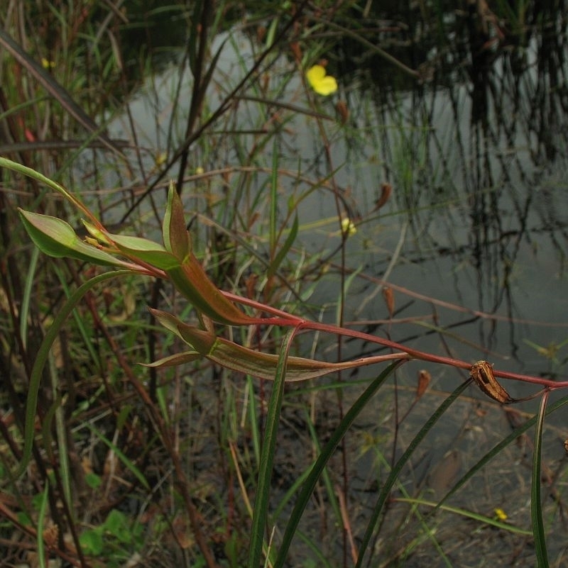 Ludwigia longifolia