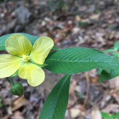 Ludwigia octovalvis