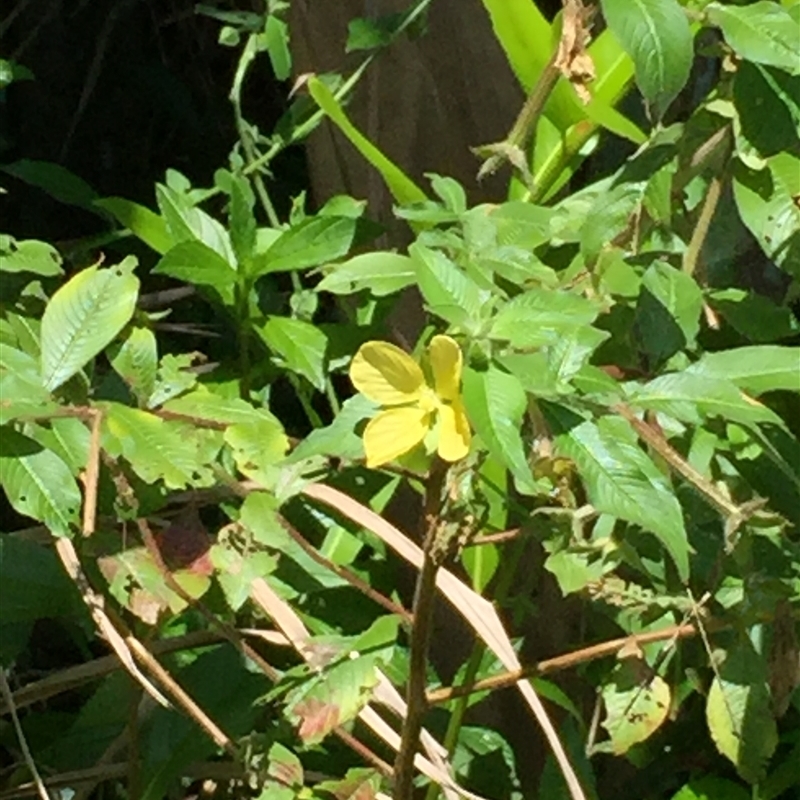 Ludwigia octovalvis