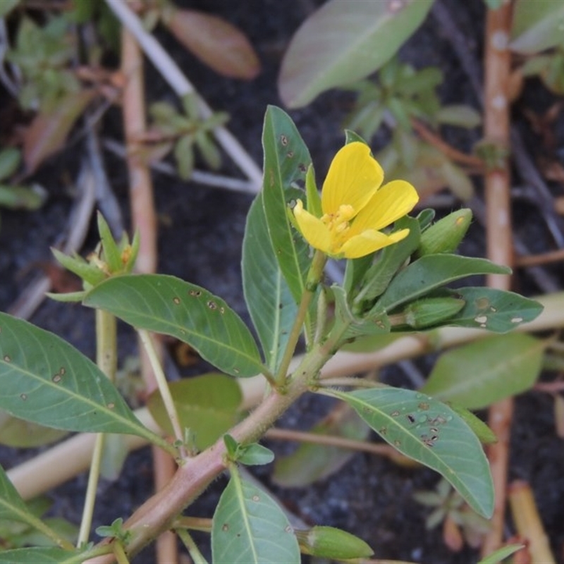 Ludwigia peploides subsp. montevidensis